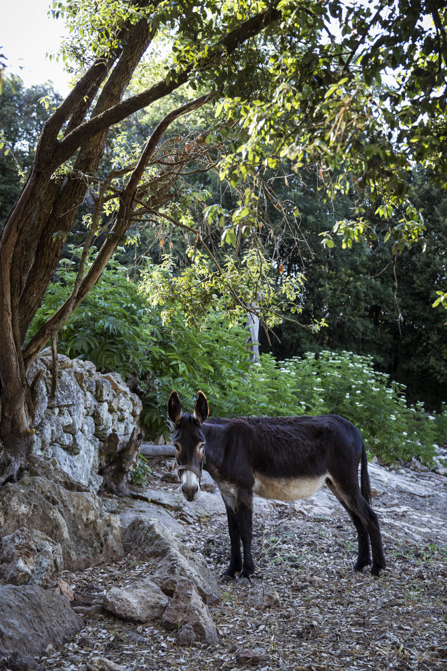 Ebbio Farm nature Tuscany